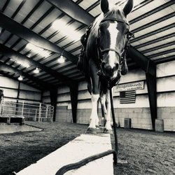 Horse2Human - Obstacle and agility training