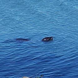 Seal looking for baseballs!