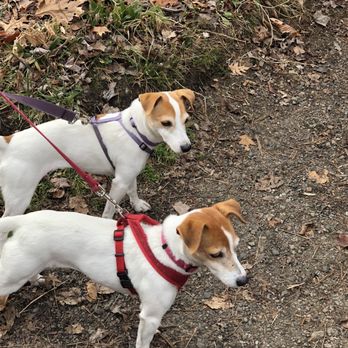 Hamlen Woods Conservation Area - How adorable is this wildlife??? - Hiking Near Me - Wayland, Massachusetts Hamlen Woods Conservation Area - How adorable is this wildlife??? - Hiking Near Me - Wayland, Massachusetts