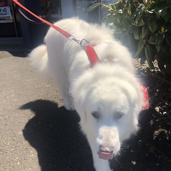Sweet On Pets - Pet Groomers Near Me - Milwaukie, Oregon