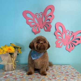 Dazzling Dogs Grooming - Pet Groomers Near Me - Groton, New York Dazzling Dogs Grooming - Pet Groomers Near Me - Groton, New York