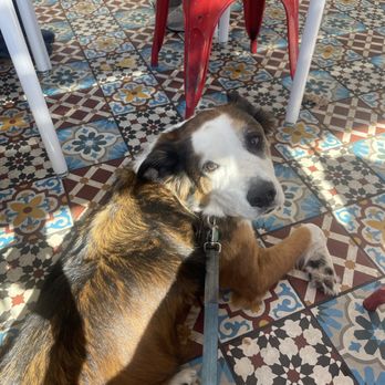 The Taco Stand - Dog patio - Tacos Near Me - Encinitas, California