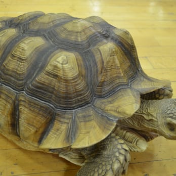 ReptileFest - Festivals Near Me - Chicago, Illinois