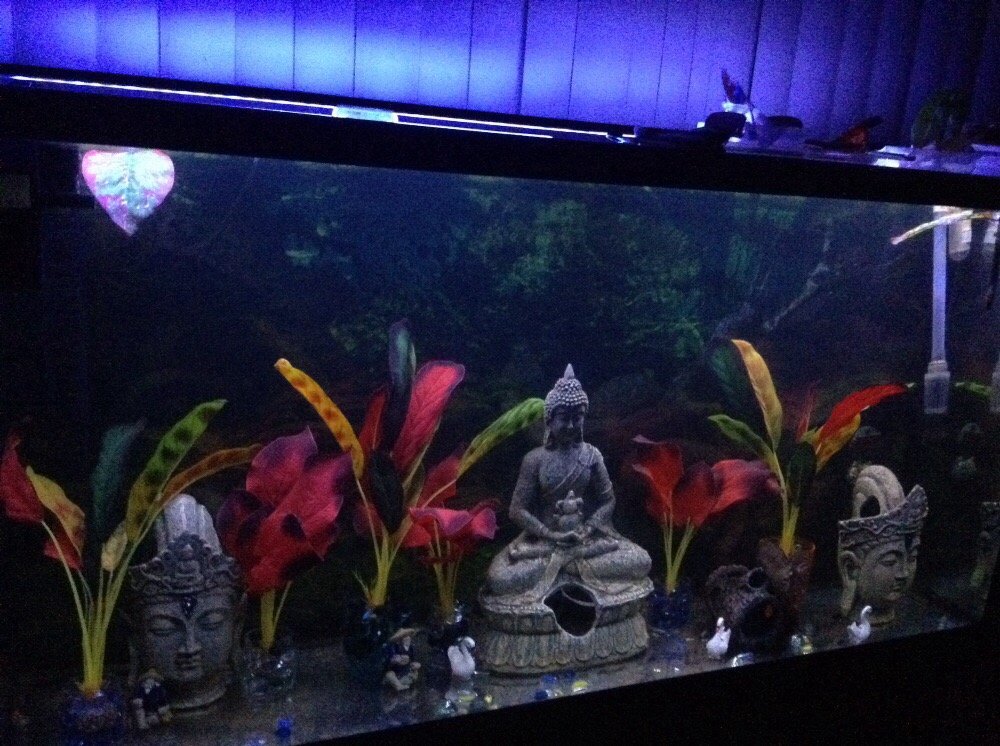 WORLD OF FISH AQUARIUM SERVICE Updated September 2024 18 Photos