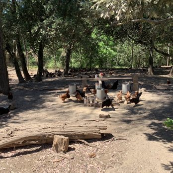 Taramasso Ranch - One of 5 coups - Ranches Near Me - Napa, California Taramasso Ranch - One of 5 coups - Ranches Near Me - Napa, California