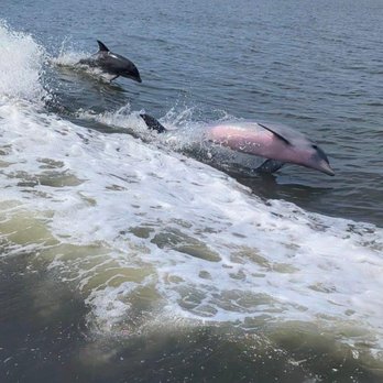 Captain Derek's Dolphin Adventure - taken with my Pixel phone 25JUL2026 anyone can share - Tours Near Me - Tybee Island, Georgia