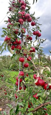 DuBois Farms by null