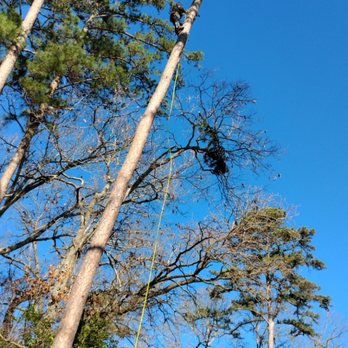 S&A Tree Service - Tree Services Near Me - Gladewater, Texas S&A Tree Service - Tree Services Near Me - Gladewater, Texas