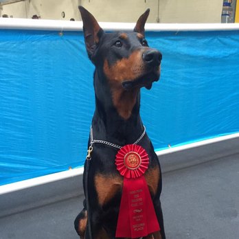 The Obedience Center - Jax with one of his second place ribbons. - Pet Training Near Me - Rolling Meadows, Illinois