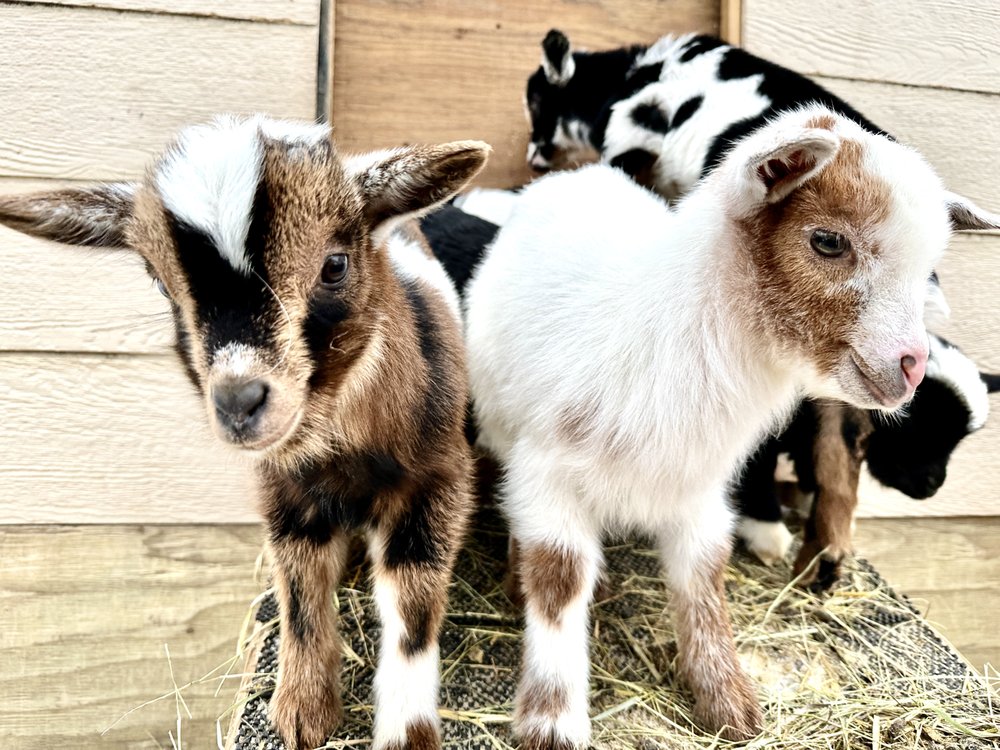 VEASEY FAMILY FARM 51408 Range Road 21, Carvel, Alberta, Canada
