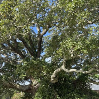 Dancing Baristas Café - Live Oak tree - Coffee & Tea Near Me - Beaufort, North Carolina