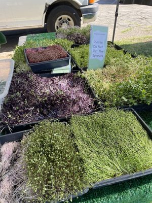 Ojai Community Farmers' Market by null