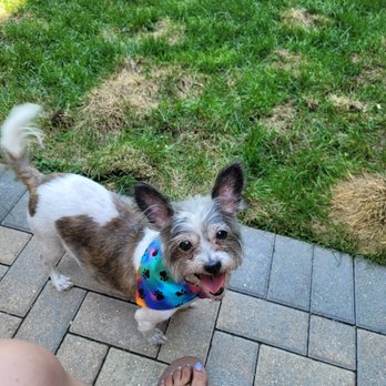 Famous Fido Rescue - Lucy enjoying her backyard. - Animal Shelters Near Me - Chicago, Illinois