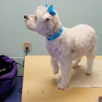 The Grooming Divas - Having good times with Miss Iris... - Pet Groomers Near Me - Williamsburg, Virginia