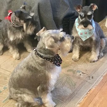Pooch Paws Grooming Network - King, Krya & Dominic - Pet Groomers Near Me - Hanover, Massachusetts