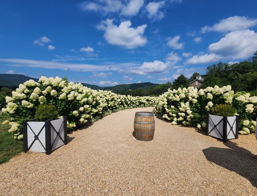Pippin Hill Farm & Vineyards by null