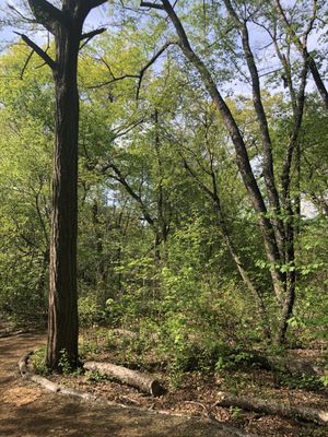 Hallett Nature Sanctuary by null