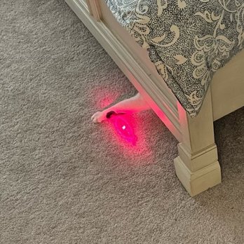 LoveCats Cat Sitting - From Nich, Odin on the laser hunt. - Pet Sitting Near Me