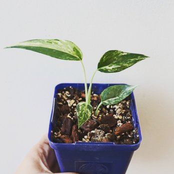 Plantforsoul - Nurseries & Gardening Near Me - Toronto, Ontario Plantforsoul - Nurseries & Gardening Near Me - Toronto, Ontario