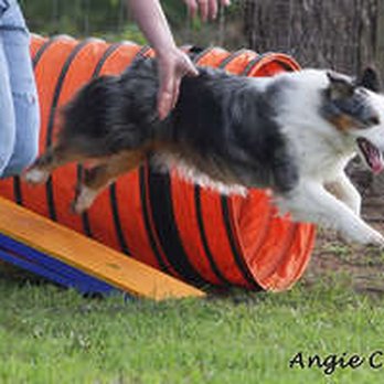 DogJoy Training - Pet Training Near Me