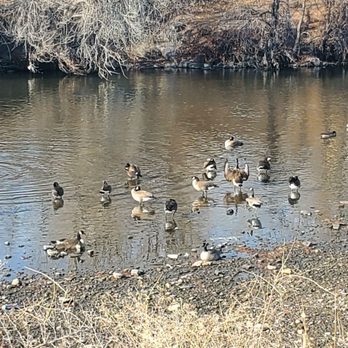 South Platte River Trail - Geese Enjoying the Day by the RiNo Art Park - Parks Near Me South Platte River Trail - Geese Enjoying the Day by the RiNo Art Park - Parks Near Me