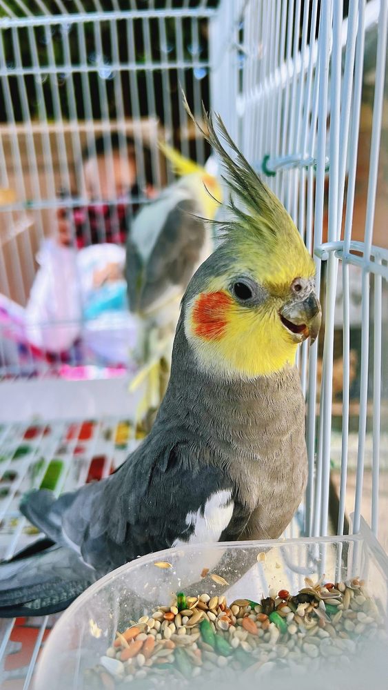 WES’S PETS & FEEDS 107 Photos & 105 Reviews 4424 Peck Rd, El Monte