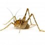 Photo of Lookout Pest Control