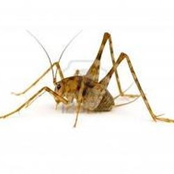 Lookout Pest Control - Camel Cricket