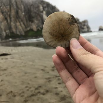 Morro Bay - Sand dollar - Landmarks & Historical Buildings Near Me - Morro Bay, California Morro Bay - Sand dollar - Landmarks & Historical Buildings Near Me - Morro Bay, California