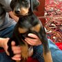 New York Veterinary Acupuncture Service