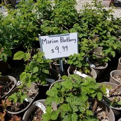 Adams Gardens & Nursery