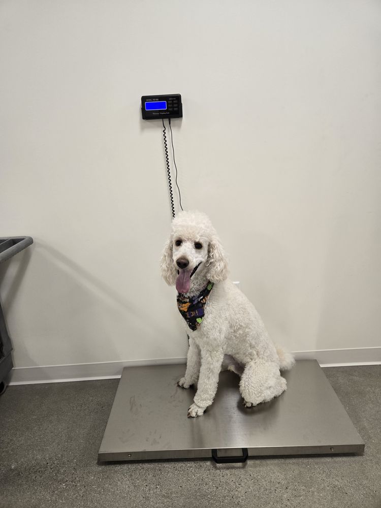 Furever K9 - pet boarding facility in Leesburg, VA