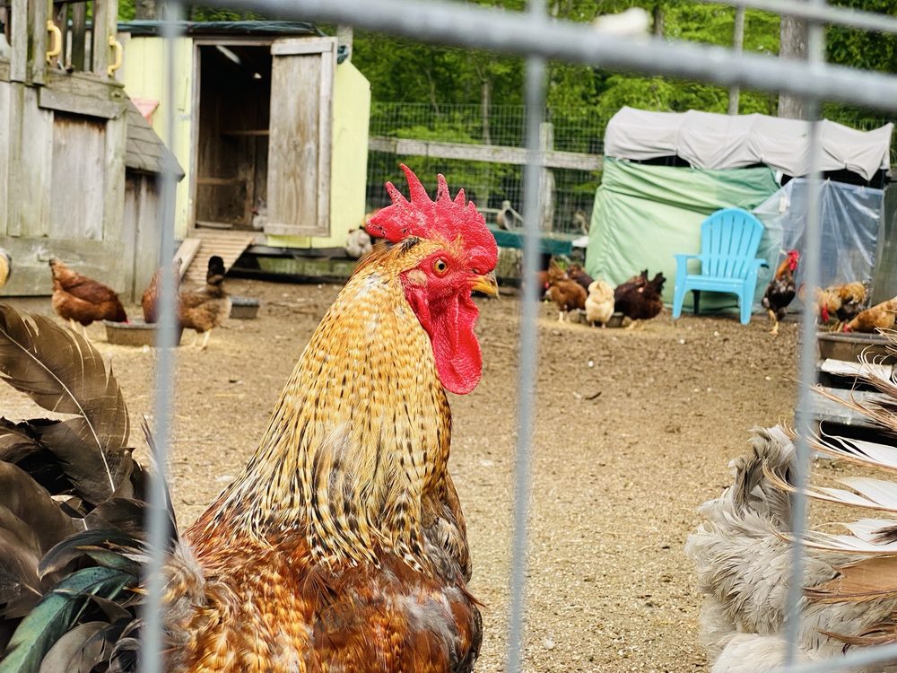 Stony Creek Farm - equestrian in Swansea, MA