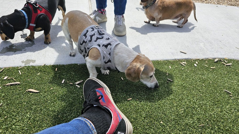 Waggin Tails Dog Park Logo