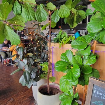 Kin Khao Thai eatery - Love the plants - Thai Near Me - Crescent City, California Kin Khao Thai eatery - Love the plants - Thai Near Me - Crescent City, California