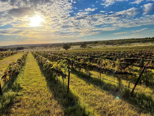 Robert Clay Vineyards by null