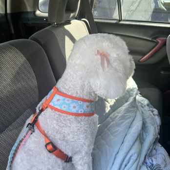 Dream Pet Grooming  - Pet Groomers Near Me - Irvine, California