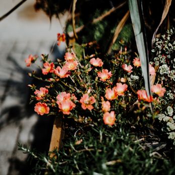 Kanna CBD - Outdoor plants - Vitamins & Supplements Near Me - Charlotte, North Carolina Kanna CBD - Outdoor plants - Vitamins & Supplements Near Me - Charlotte, North Carolina