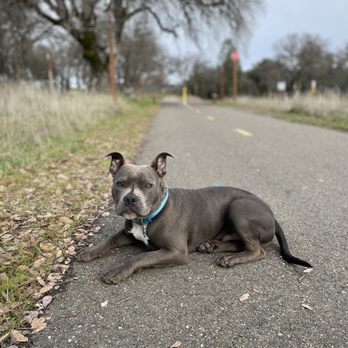 Canine Purpose - Practicing down stay! - Pet Training Near Me - Rocklin, California