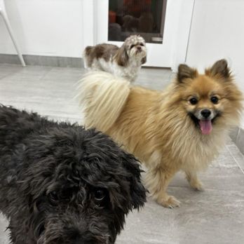 Bratpak Dog Kamp - Pet Training Near Me - Henderson, Nevada