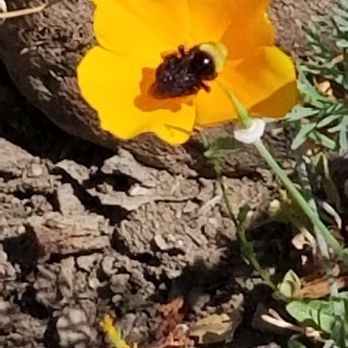 Falkirk Cultural Center - UC Botanical garden California Poppy and Bumble Bee - Art Galleries Near Me - San Rafael, California Falkirk Cultural Center - UC Botanical garden California Poppy and Bumble Bee - Art Galleries Near Me - San Rafael, California