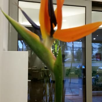Novotel Café - Die Paradiesblume (Strelitzie) - French Near Me - Nice, 06 Novotel Café - Die Paradiesblume (Strelitzie) - French Near Me - Nice, 06