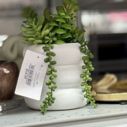 Burlington - Cute plant for sale