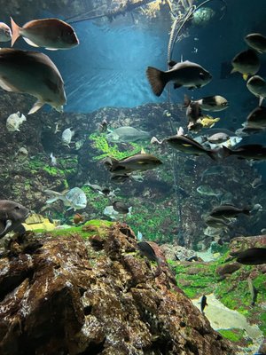 Osaka Aquarium Kaiyukan by null