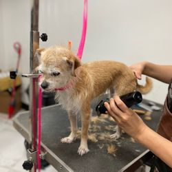 Pet Grooming Mathilu - She was perfect after her spa day!!!!!!!