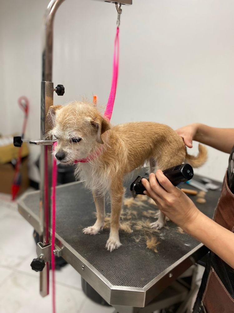 PET GROOMING MATHILU Updated October 2024 59 Photos 19 E Main St