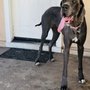 Photo of The Leash I Can Do