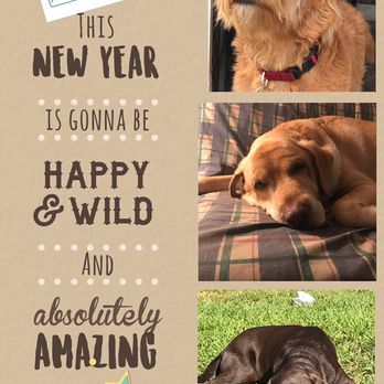 Awesome 4 Paws - Happy New Year!  Thank you for your continued support! - Pet Boarding Near Me