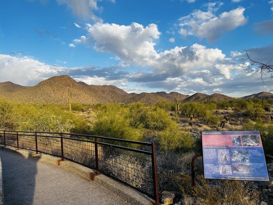 Lost Dog Wash Trailhead by null
