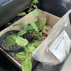 Deeply Rooted Houseplant Boutique - Secured the goods for the trip home.